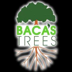Baca's Trees offers expert tree care services in Albuquerque, NM, dedicated to community and environmental sustainability.