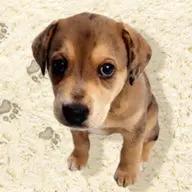 Locally-owned carpet and floor cleaning services in Madison, WI since 1989, specializing in residential and commercial needs.