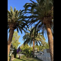 LD Tree Care provides expert and affordable tree services in Sacramento, focusing on health, safety, and environmental sustainability.